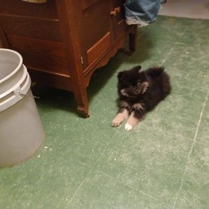 Meet your Posher, William